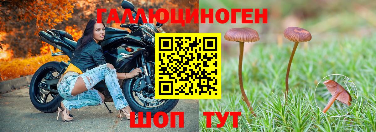 Псилоцибиновые грибы Psilocybe Лениногорск